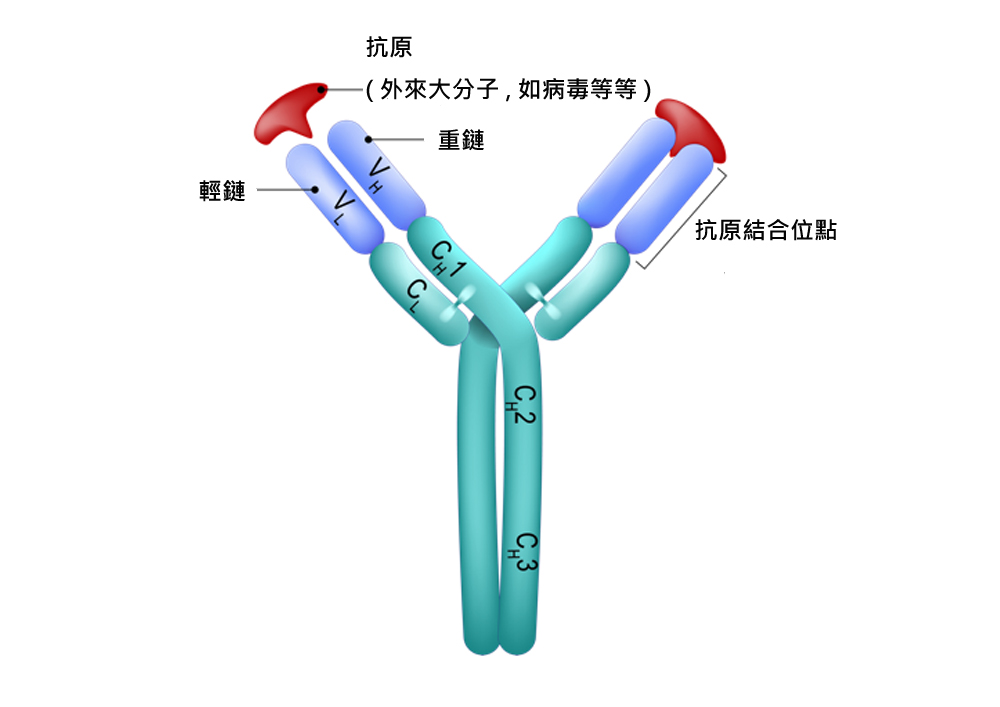 牛初乳含多種免疫球蛋白,就是抗體,以IgG為最多.