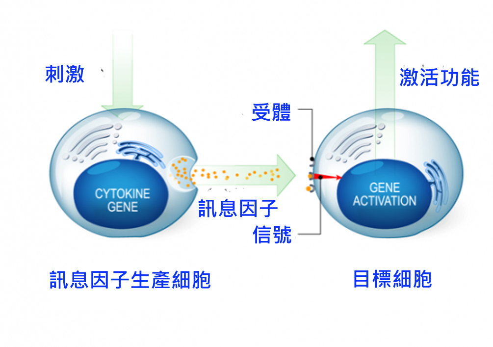 prps/cytokines是免疫平衡细胞因子